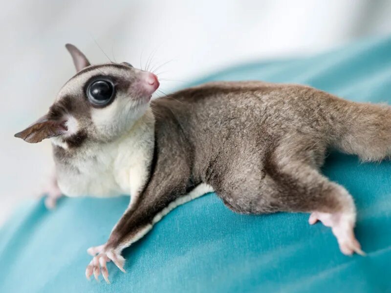 чем кормить летягу. сумчатая летяга. сумчатая летяга. чем кормить летягу. австралийский сахарный поссум.