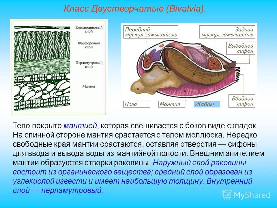 Сосуды мантии моллюска. Вводной сифон у двустворчатых. Двустворчатые моллюски строение сифон. Сифоны биология у беззубки. Сифон у брюхоногих.