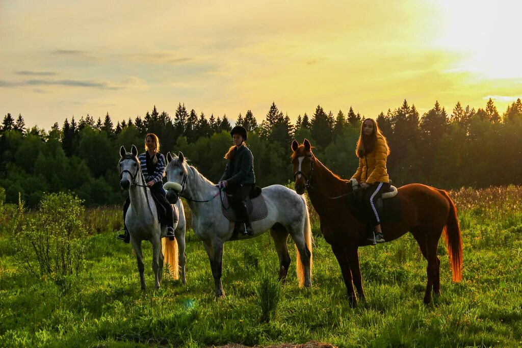 Horse moscow