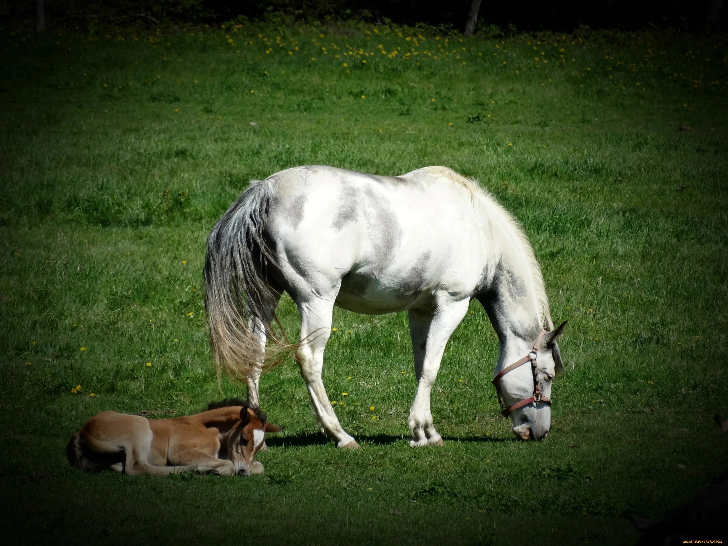 Картина по номерам две лошади. Жеребенок чеджудо. Задача про лошадей. Задача на логику про лошадь подкову сапоги. Лошадь лошадь лошадь 30.