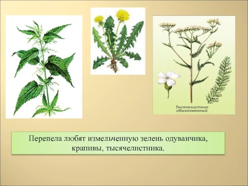 Какую траву можно курам. Тысячелистник крапива двудомная. Крапива пастушья сумка тысячелистник. Листья крапивы пастушья сумка тысячелистник. Крапива пастушья сумка и тысячелистник после родов.