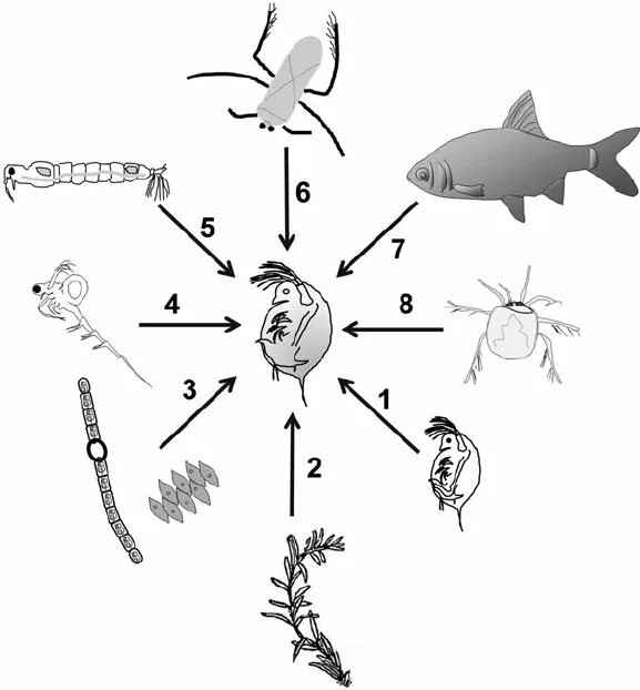 Дафния цепь питания. Растительноядный зоопланктон. Фитопланктон зоопланктон пищевая цепь. Зоопланктон цепь питания. Фитопланктон цепь питания.