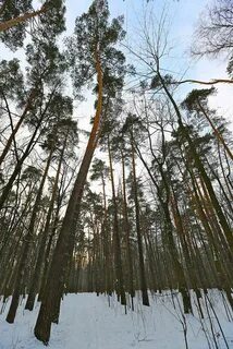 Сосна ник