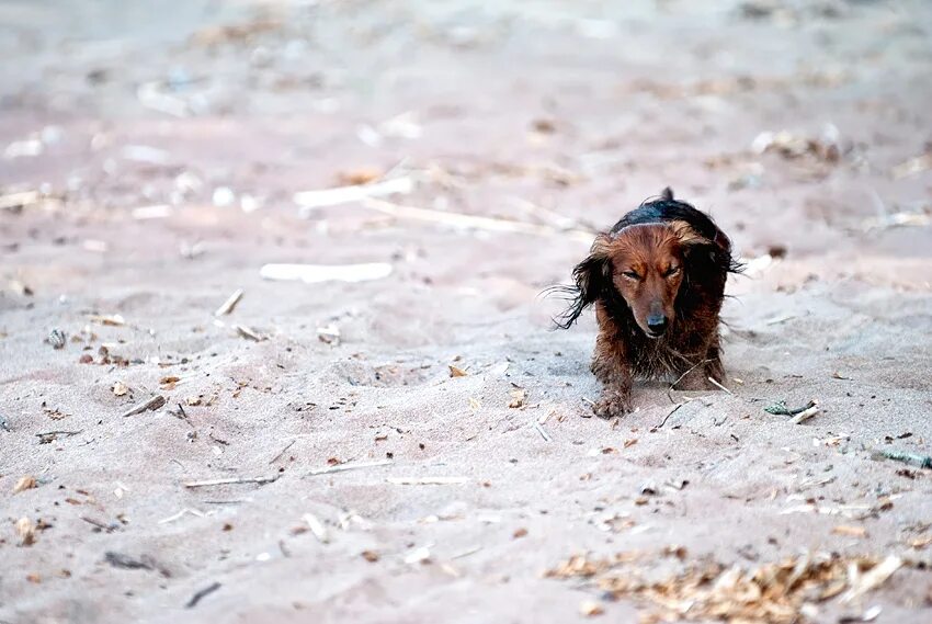 сестра потеряшка