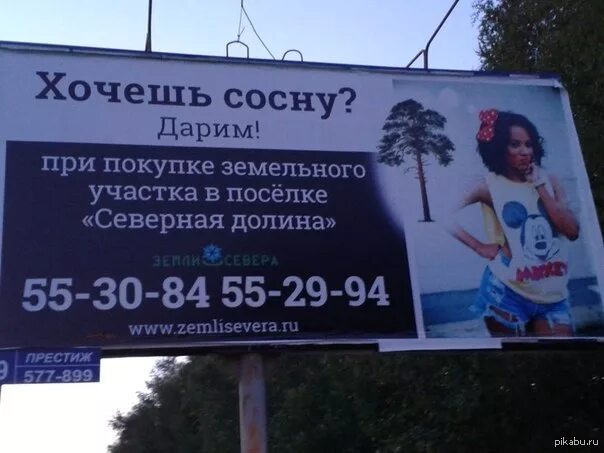 Сосну в подарок. Сосну за реклама. Шутка про сосну. Кнопка записаться на курс. Рекламный баннер мероприятия.