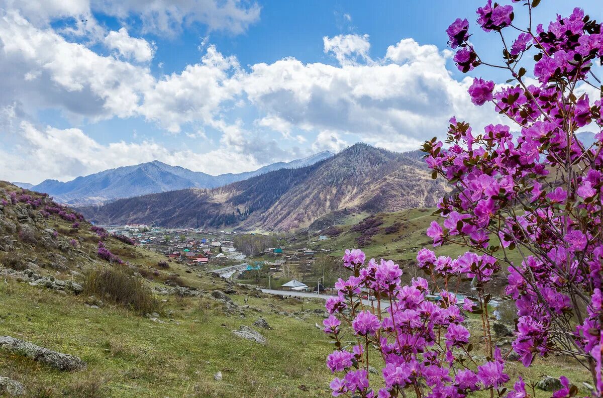 Маральник горный Алтай рододендрон. Алтайский багульник маральник. Рододендрон Даурский маральник. Катунь маральник. Маральник это