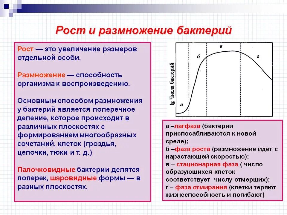 Стационарная кривая. Рост и размножение бактерий. Рост и размножение бактерий. Фазы размножение бактерий.. Рост и размножение бактерий кратко. Кривая роста и размножения микроорганизмов.