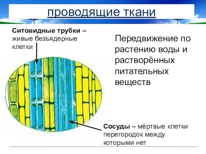 Мертвой тканью является. Проводящая ткань растений ситовидные трубки. Ткани растений сосуды и ситовидные трубки. Клетки ситовидных трубок. Ситовидные сосуды.