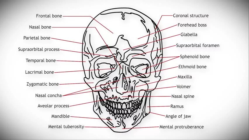 Лоб кость. Cranial structure. Skull structure. The structure of the Human Skull.