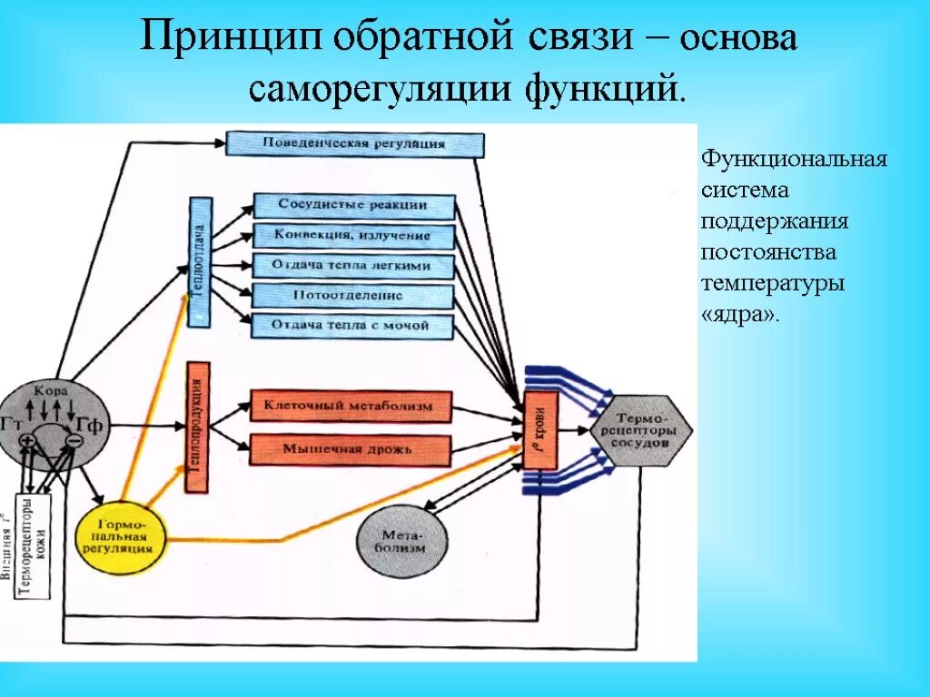 Функциональная система движения. Рефлекс и функциональная система.. Функциональная система. Функциональная система поддержания температуры. Схема функциональной системы питания.