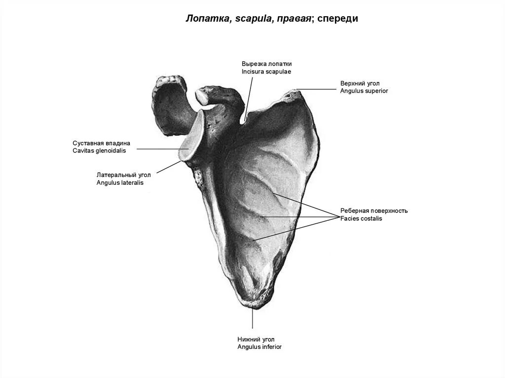 Лопатка вид спереди анатомия с подписями. Строение лопатки вид спереди. Лопатка scapula.