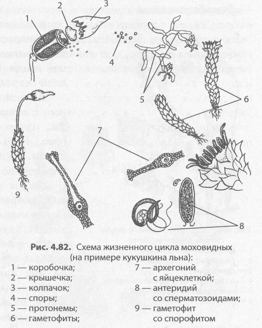 Этапы жизненного цикла кукушкина льна. Цикл развития Кукушкина льна схема. Цикл развития мха Кукушкин лен схема. Цикл развития мхов схема. Жизненный цикл мха Кукушкин лен схема.