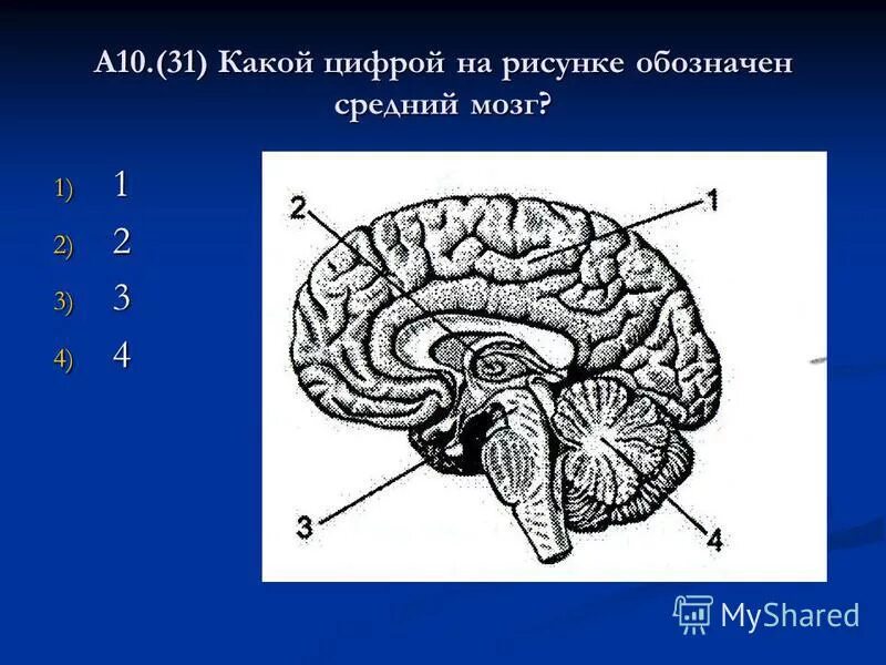 Каким номером на рисунке обозначен продолговатый мозг. Какой цифрой на рисунке обозначен средний мозг. Средний мозг рисунок. Средний и промежуточный мозг вид сбоку. Отделы мозга с цифрами.