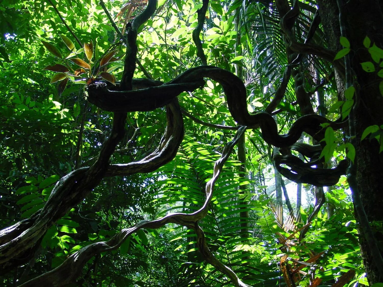 Лианы в тропическом лесу. Лианы Южной Америки.