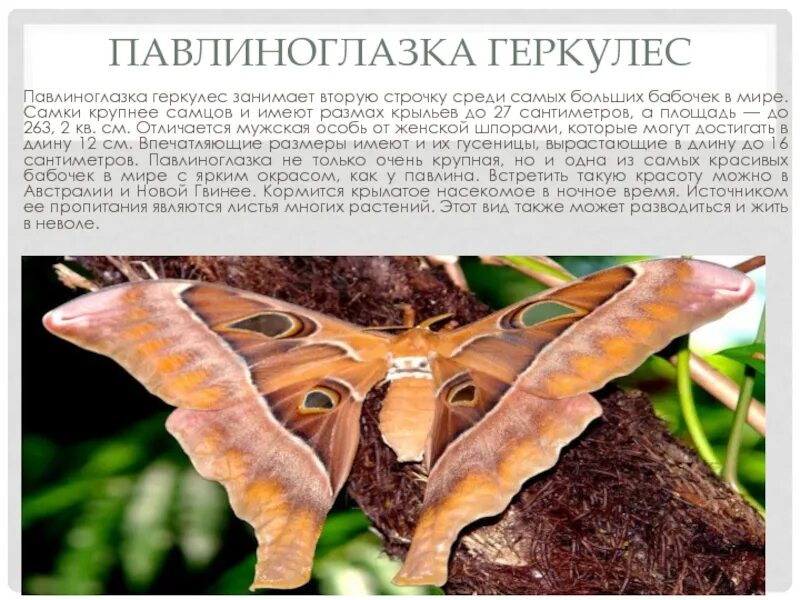 Павлиноглазка геркулес. Птицекрыл королевы александры. Размер самой большой бабочки. Самая большая и маленькая бабочка. Бабочка орнитоптера александры сообщение для 4 класса.