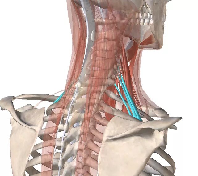 Лестничная мышца анатомия. Передняя лестничная мышца анатомия. Задняя лестничная мышца шеи анатомия. Передние лестничные мышцы шеи.