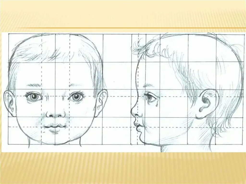 пропорции детского лица. пропорции лица ребенка 7 лет схема. пропорции лица ребенка схема.