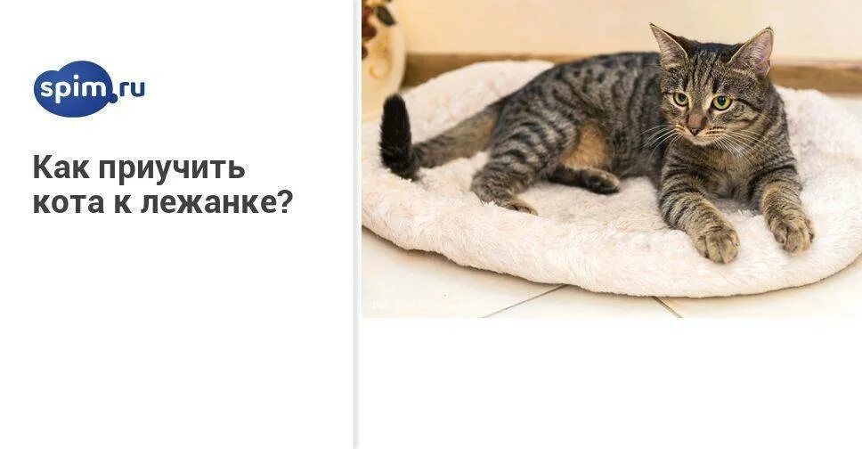 Как приучить котенка к лежанке. Как приучить кота к лежаку?. приучить котенка к лежанке. как приучить котёнка к лежанке. как приучить кота спать в лежанке.