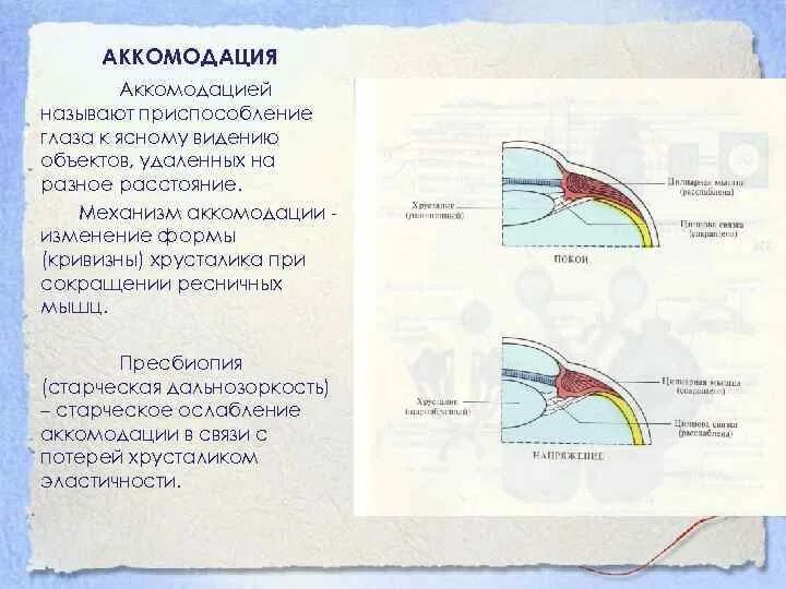 Код аккомодация. Рефлекс изменения кривизны хрусталика. Механизм аккомодации. Аккомодация глаза физиология. Механизм аккомодации глаза.