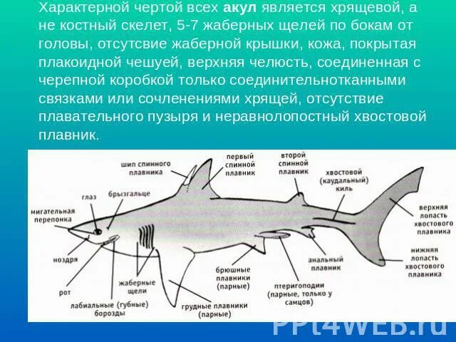 Характерные признаки типа жаберных щелей. Внешнее и внутреннее строение акулы. Хрящевые рыбы строение. Внутреннее строение акулы. Рыба акула строение.