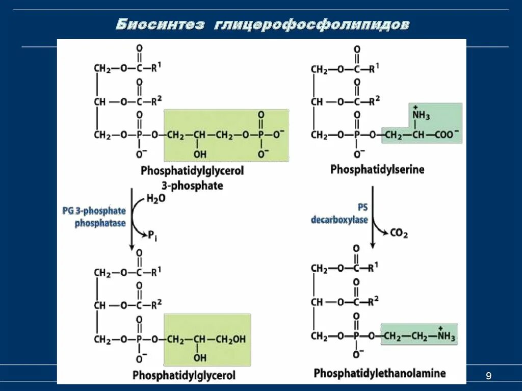 Глицерофосфолипиды формула биохимия. Схема синтеза глицерофосфолипидов. Схема синтеза глицерофосфолипидов биохимия. Биосинтез глицерофосфолипидов.