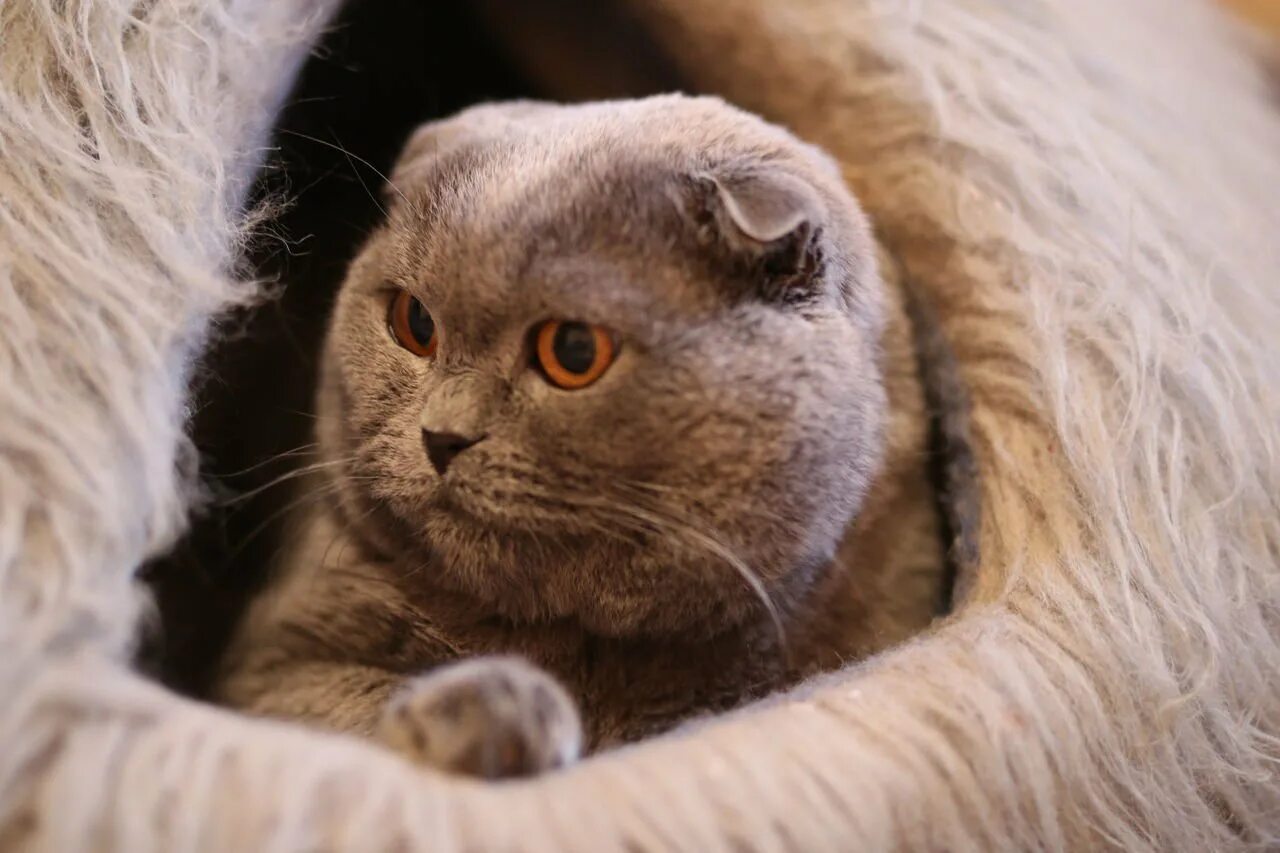 Как выглядят вислоухие коты
