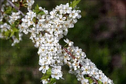 Черемуха зацветает раньше других деревьев