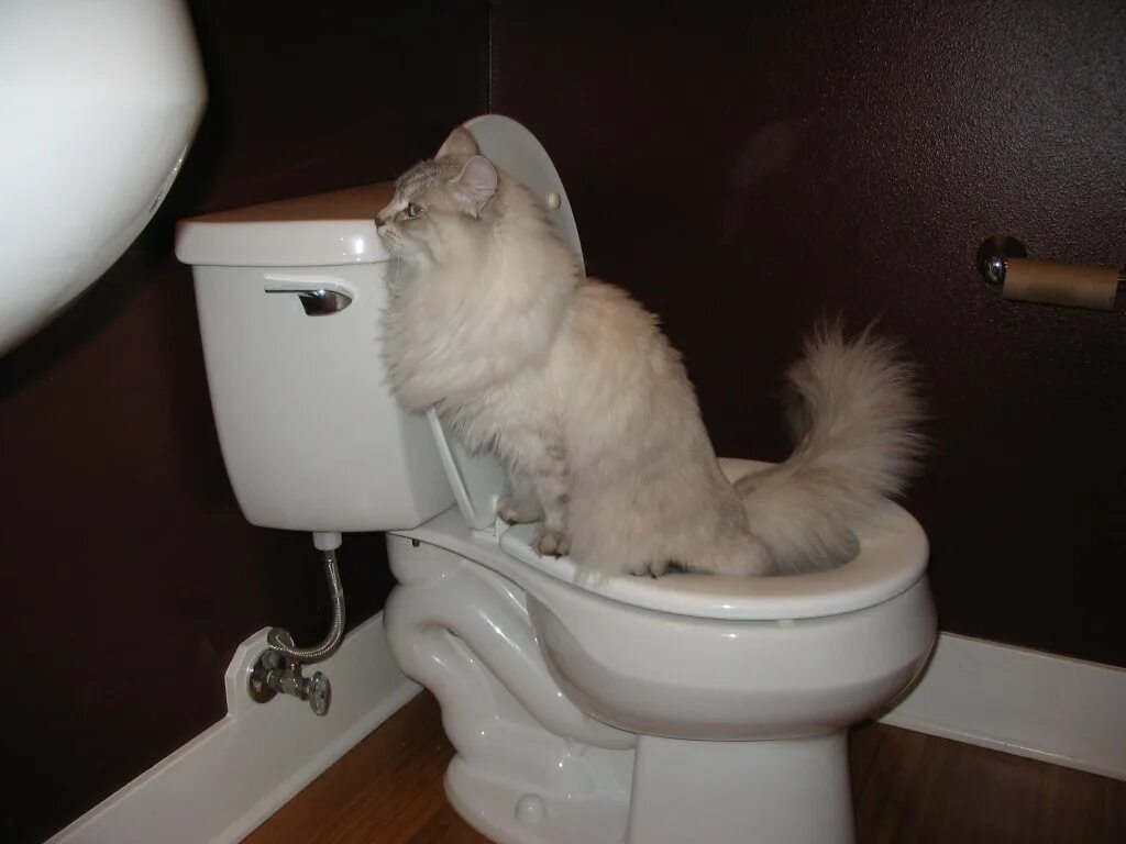 Как приучить кота какать. Кот на унитазе. кошачий унитаз. приучение кота к унитазу.