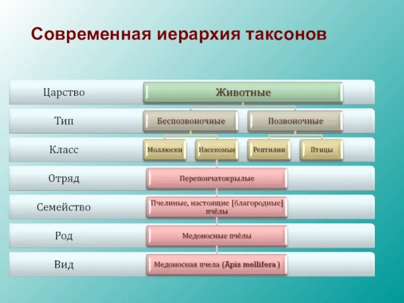 Систематическая категория животных начиная с наименьшей. Систематика животных таксономические группы. Классификация таксонов. Современная иерархия таксонов. Систематика иерархия.