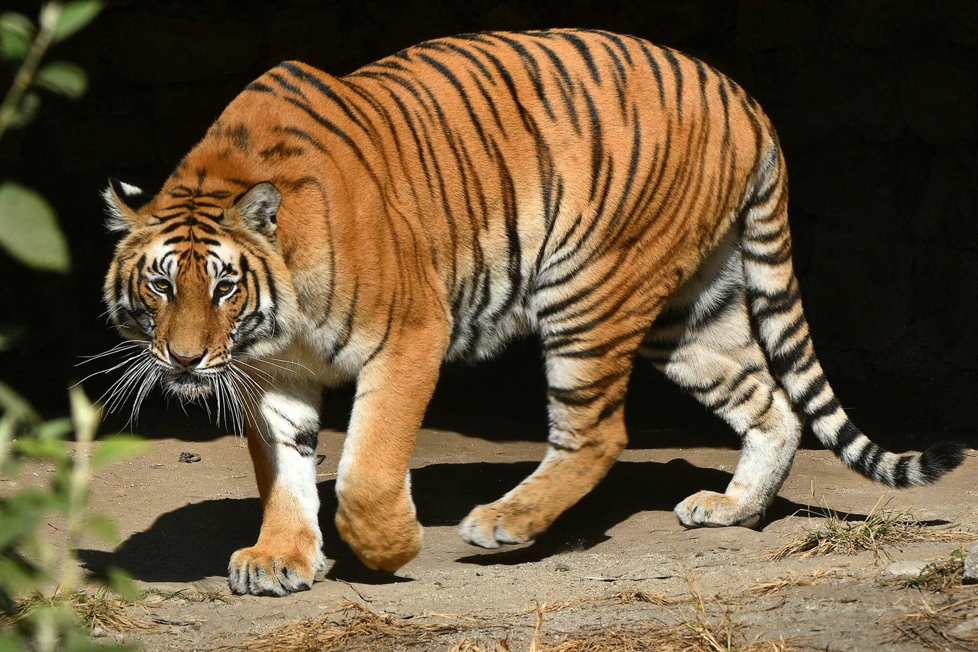Тигр а РД. Tiger shot. Tiger перевод. Royal Bengal Tigers in Kolkata.