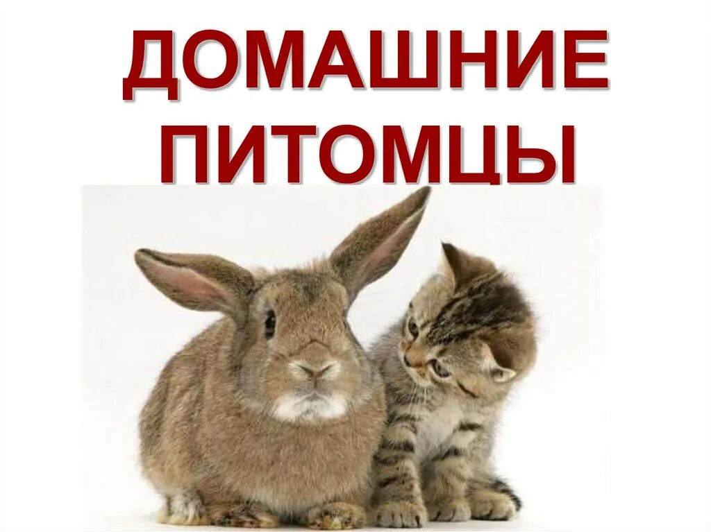 Близнецы год кролика. Близнецы год кролика. Свинья гороскоп. Близнецы мужчина характеристика. Близнецы год кролика.