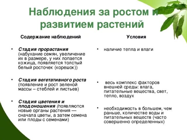 Наблюдение за растением 6 класс биология. Наблюдение за развитием растений. Дневник наблюдения за растениями в детском. Дневник наблюдения за ростом и развитием растений. Дневник наблюдения за растениями цветок.