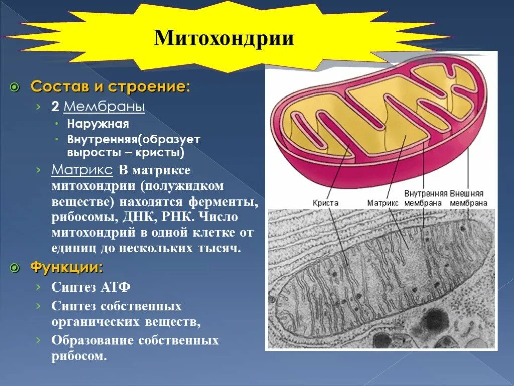 Взаимосвязь митохондрий и рибосом. Митохондрии наружная внутренняя мембрана Кристы и Матрикс. Состав и строение митохондрии. Матрикс митохондрий это мембрана.