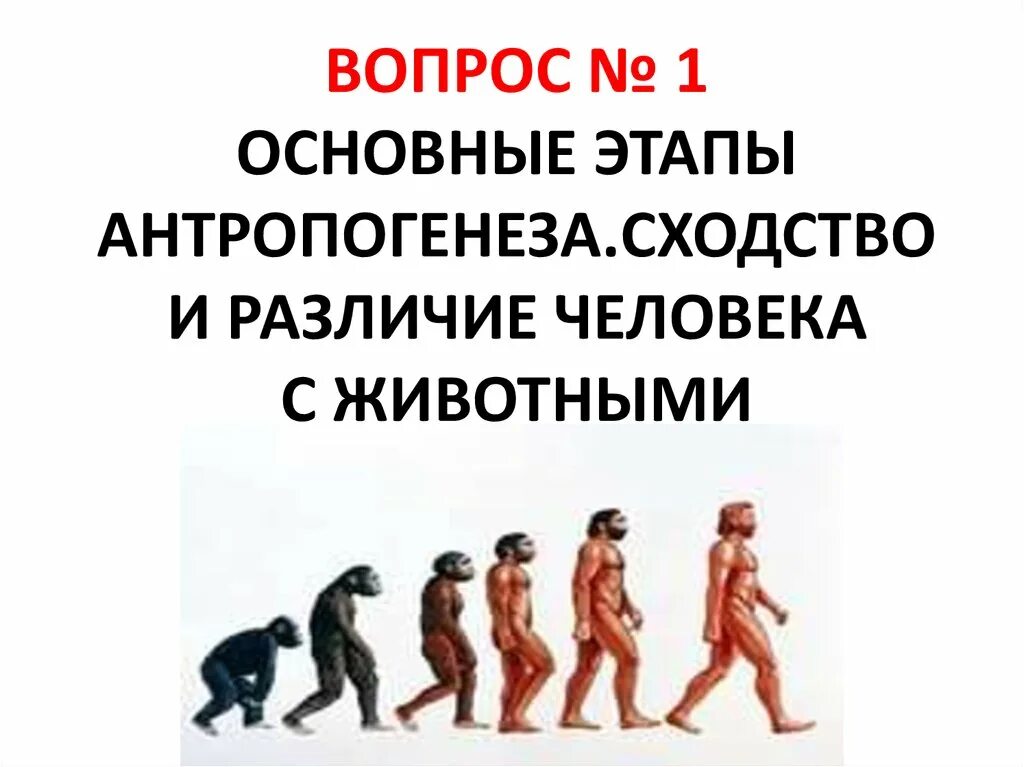 Верная последовательность этапов антропогенеза. Происхождение человека Антропогенез стадии. Этапы антропогенеза. Этапы антропогенеза человека. Основные этапы антропогенеза.