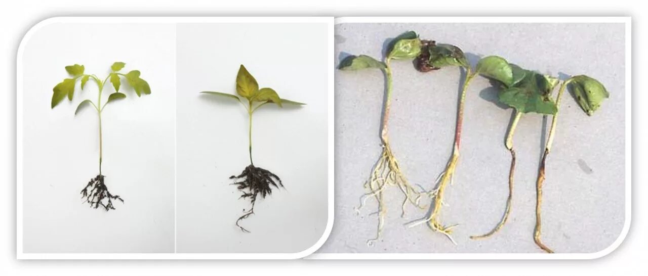 Не развивается корневая система у томатов. Черная ножка у помидорной рассады. Черная ножка на сеянцах томатов. Чёрная ножка у рассады томатов. Болезнь черная ножка у томатов.