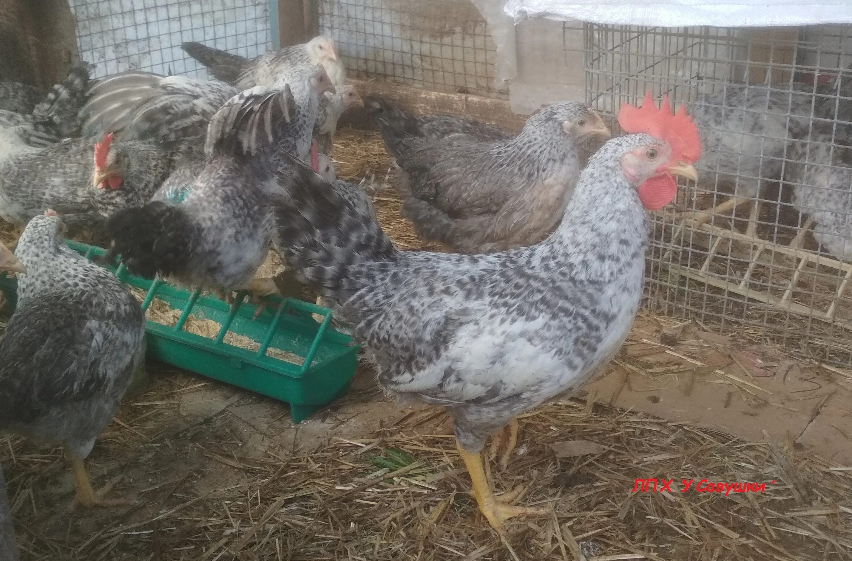 борковская барвистая порода кур. куры борковская барвистая. куры борковская барвистая. барковская барвиста кура. борковская барвистая.