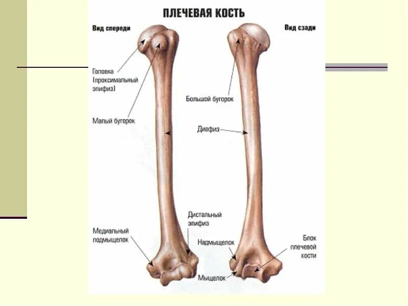 Отличить кость. Строение плечевой кости человека анатомия. Строение плеча плечевая кость. Плечеваякомть анатомия. Кости верхней конечности анатомия плечевая кость.