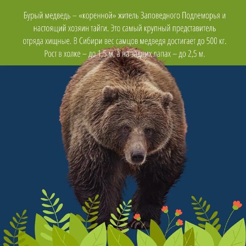 Когда день медведя. Когда день медведя