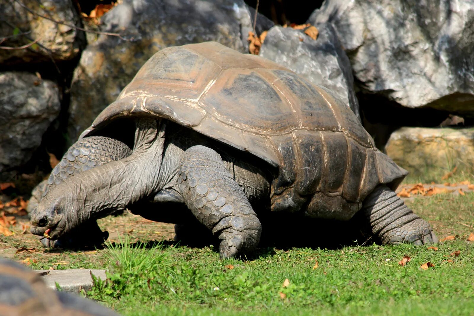 Галапагосская черепаха. Слоновые черепахи Галапагосы. Галапагосская гигантская черепаха. Гигантские черепахи с Галапагосских островов. Череп галапагосской черепахи