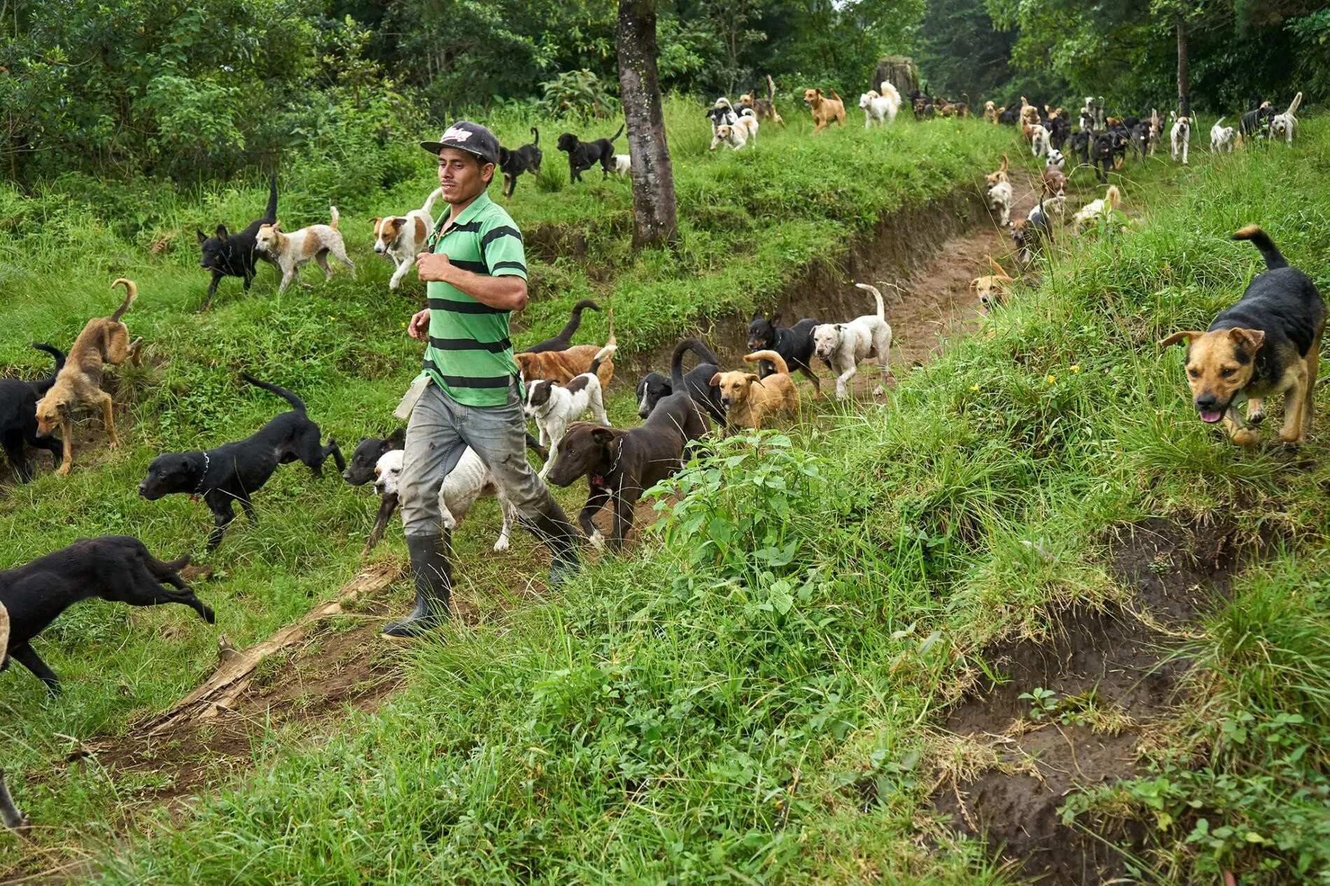 Собак где сейчас. Собачий приют Коста Рика. Коста Рика собаки. Питомник приют для собак. Страна бродячих собак territorio de Zaguates в Коста-Рике.