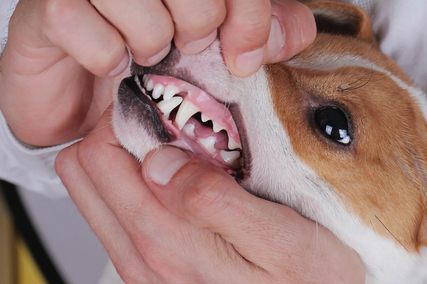 Собака рот зубы. Прикус ножницеобразный Бигль.