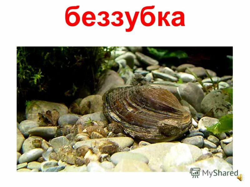 биоиндикаторы воды животные. беззубка тип развития. беззубка и щука. беззубка моллюск паразит. беззубка и щука.