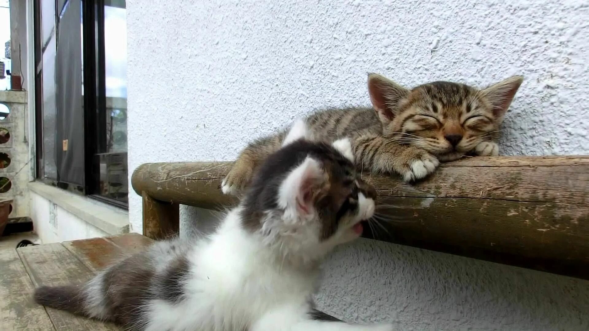 Включи следующего кота. Котенка разбудили. настырный кот. кот смешно спит. кот будит кота.
