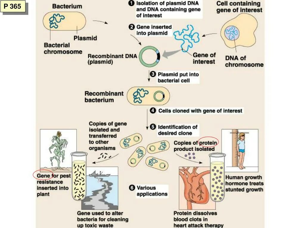 Cell contains. Plasmid Isolation. Plasmid DNA Isolation. Recombinant DNA. Application of Recombinant DNA.