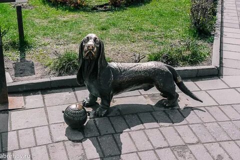 Собака кострома