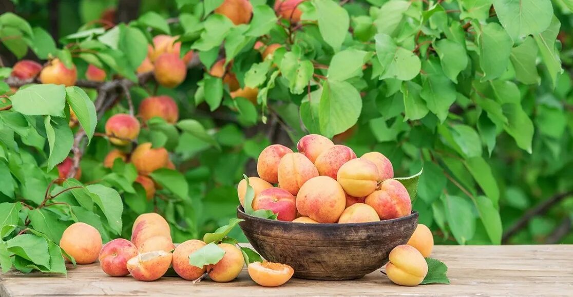 Абрикос сорт сардоникс. Персик воронежский кустовой. Абрикос цезарь. Персики в огороде. Peach orchard.