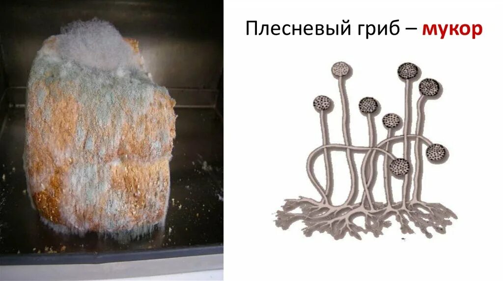 Где можно встретить мукор. Плесневые грибы mucor. плесневелый гриб мукор. мукор гриб паразит. плесень мукор.