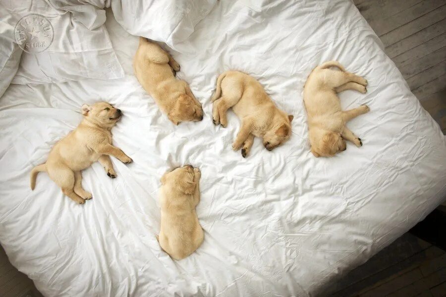 Собачка в кровати. Кровать животное. Животные спят в кровати.