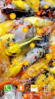 Популярный кой