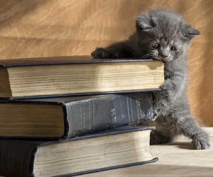 кот с учебником. котёнок с книжкой. кот с книгой. кот с учебником.